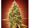 Полуничний Банан (Auto.Fem.) 1 шт. (лімітована серія!) / Strawberry Banana 2026 